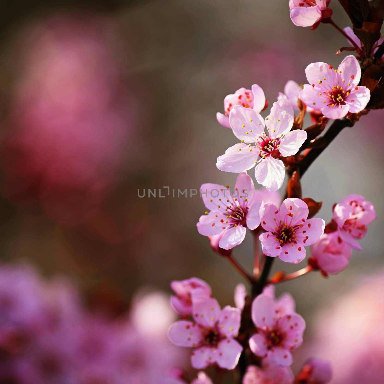 Beautiful spring flowering tree - Japanese Sakura Cherry. Natural colorful background in spring time. 