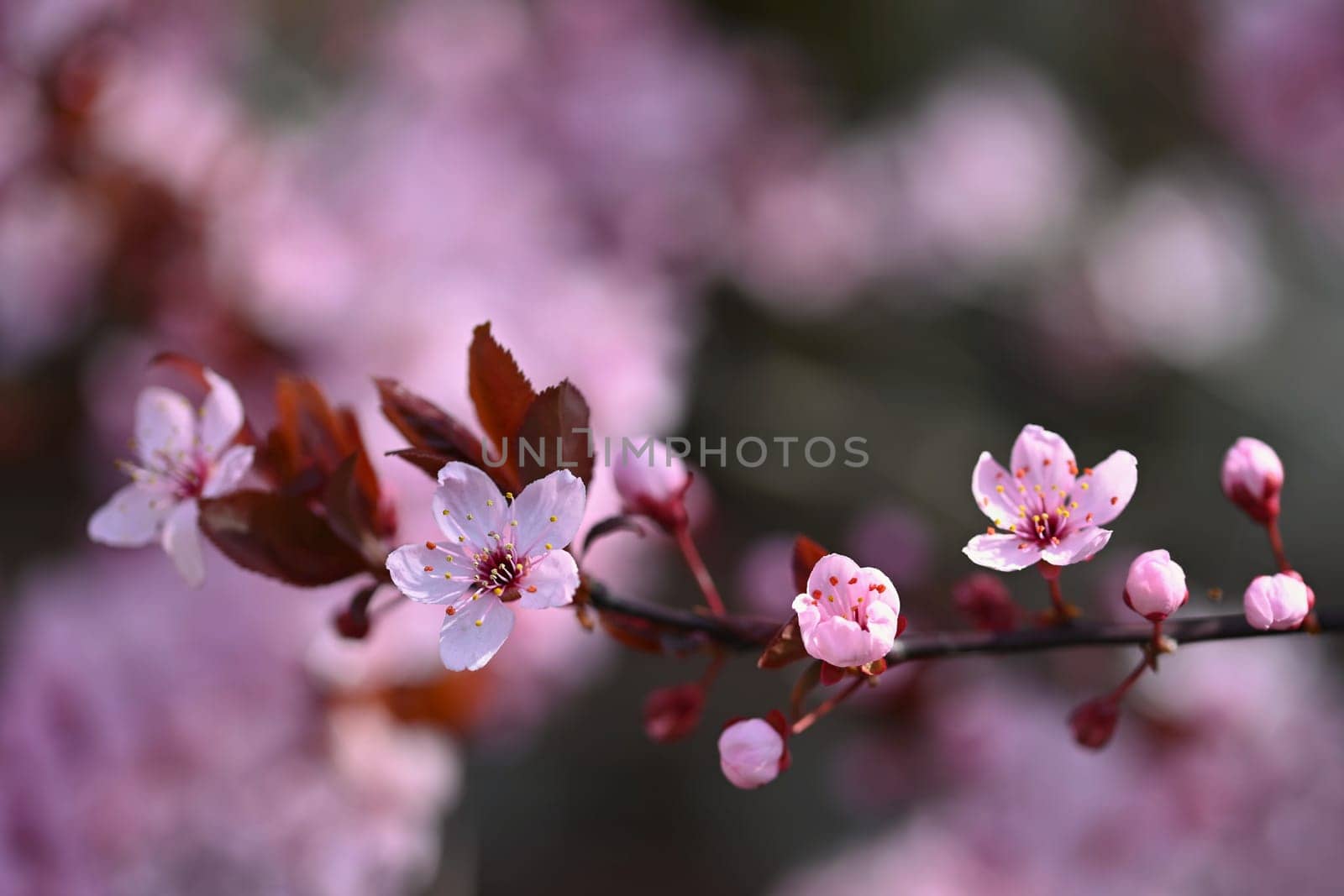 Beautiful spring flowering tree - Japanese Sakura Cherry. Natural colorful background in spring time.  by Montypeter