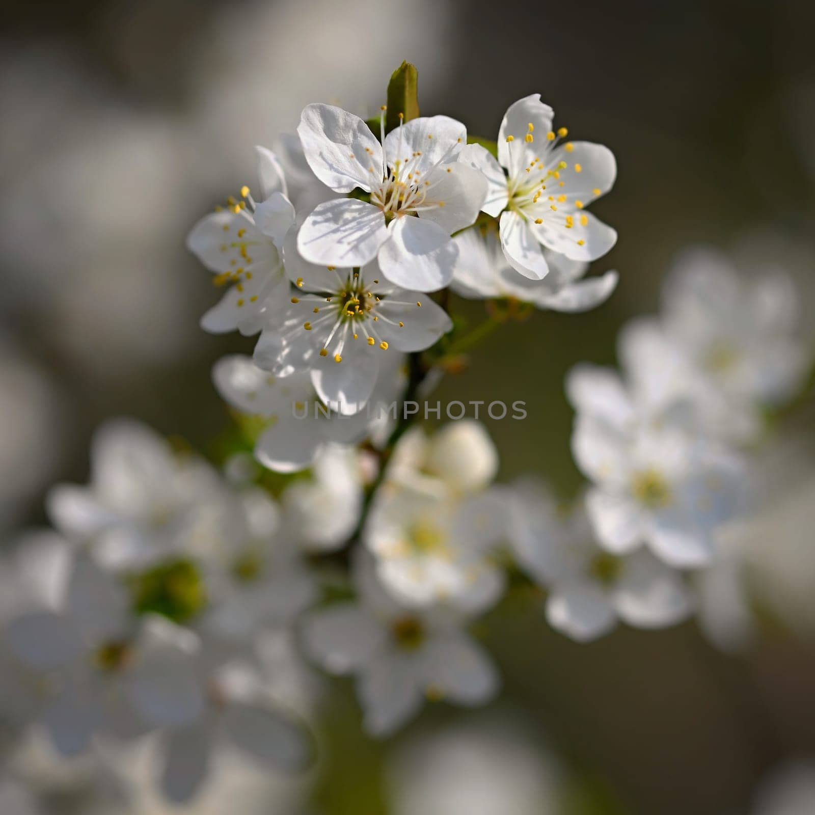 Flowering tree. Beautiful spring background with nature. Colorful flowers in spring time. by Montypeter