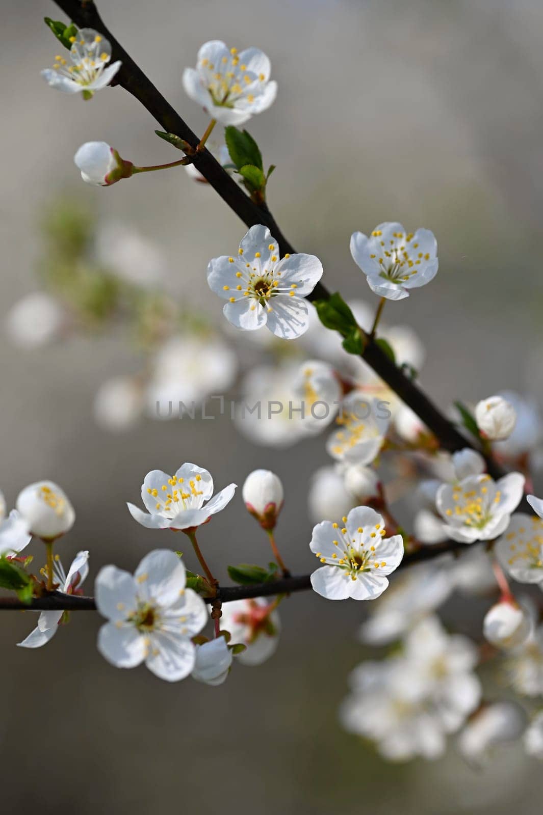 Flowering tree. Beautiful spring background with nature. Colorful flowers in spring time. by Montypeter