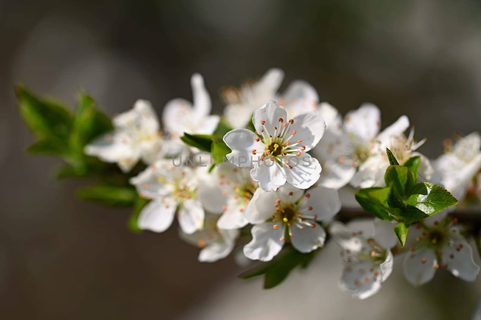 Flowering tree. Beautiful spring background with nature. Colorful flowers in spring time. by Montypeter