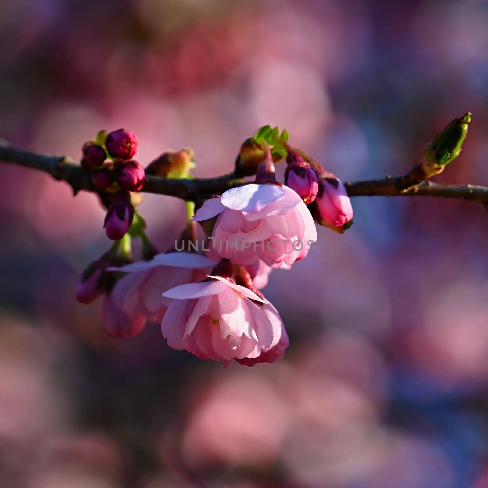 Beautiful spring background with nature. Colorful flowers in spring time. Flowering tree.
