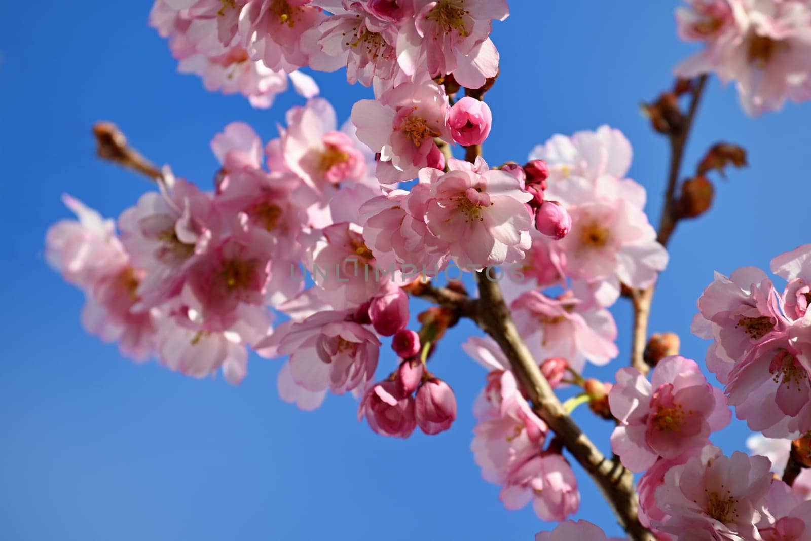 Beautiful spring background with nature. Colorful flowers in spring time. Flowering tree.
