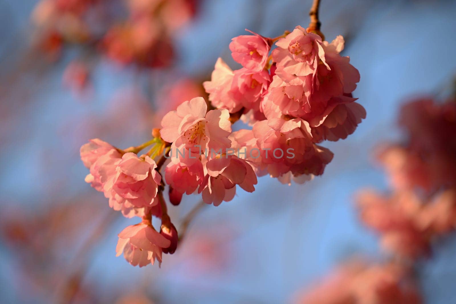 Beautiful spring background with nature. Colorful flowers in spring time. Flowering tree.
