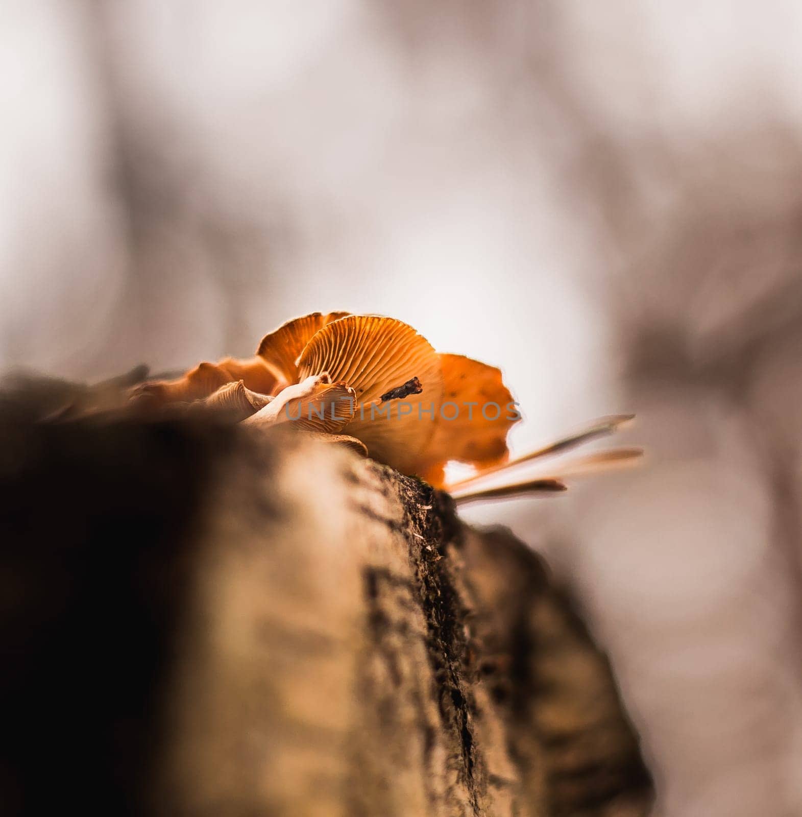 Mushrooms colony in the forest macro photography autumn soft