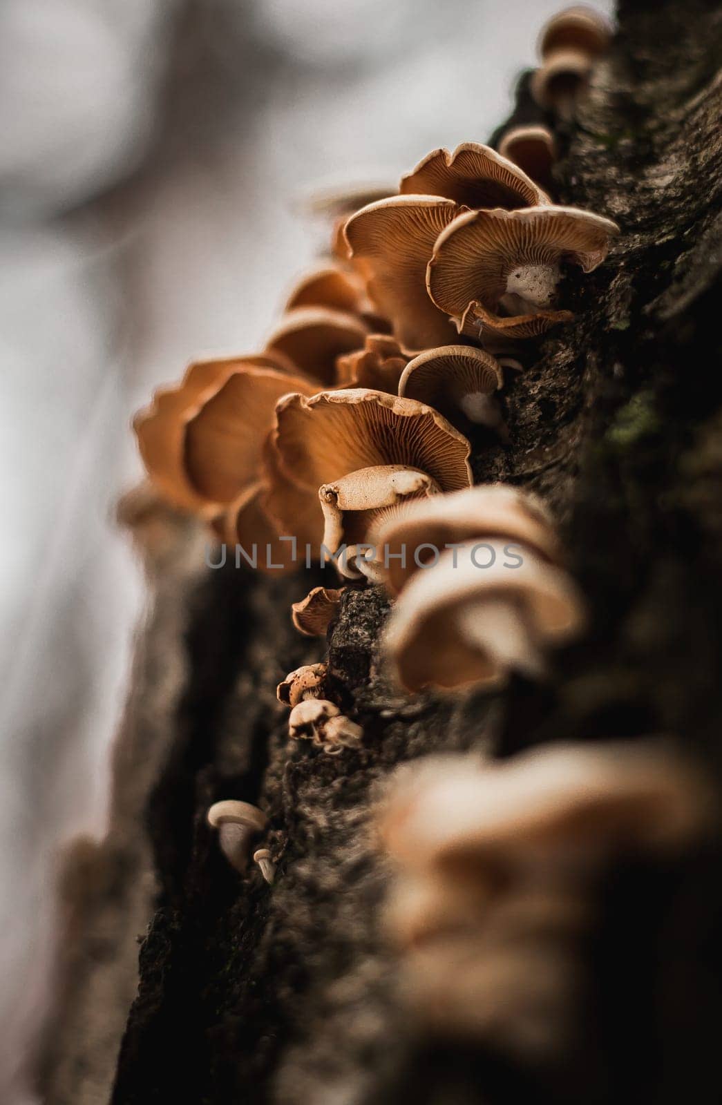 Mushrooms colony background macro photography in the forest in autumn