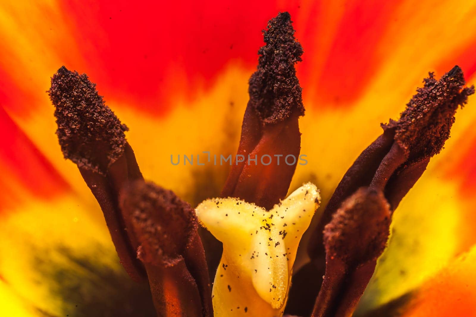 Tulip flower macro photography composition yellow and red