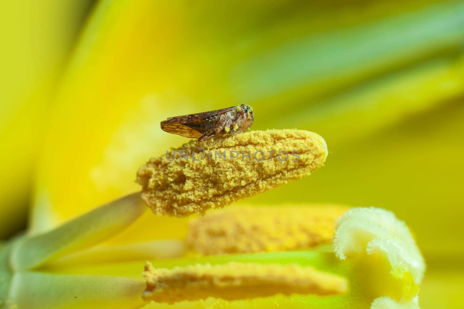 Little bug inside a flower macro photography in tulip