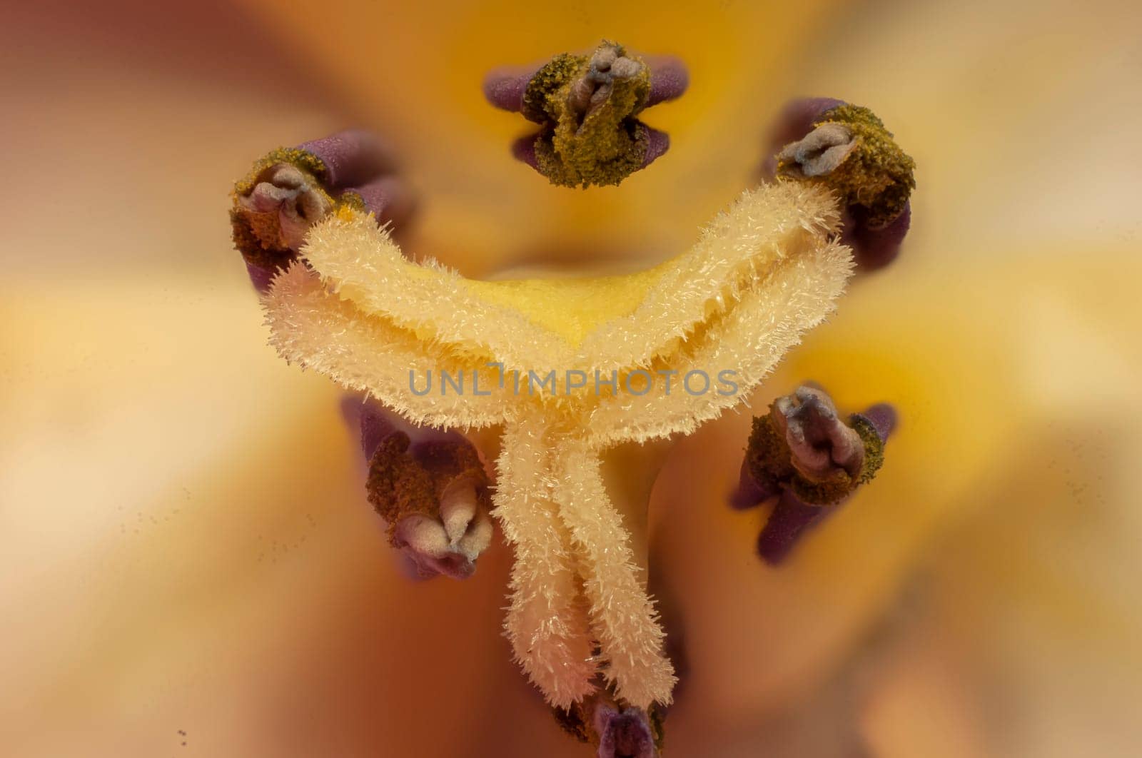 Inside the tulip flower with macro photography background