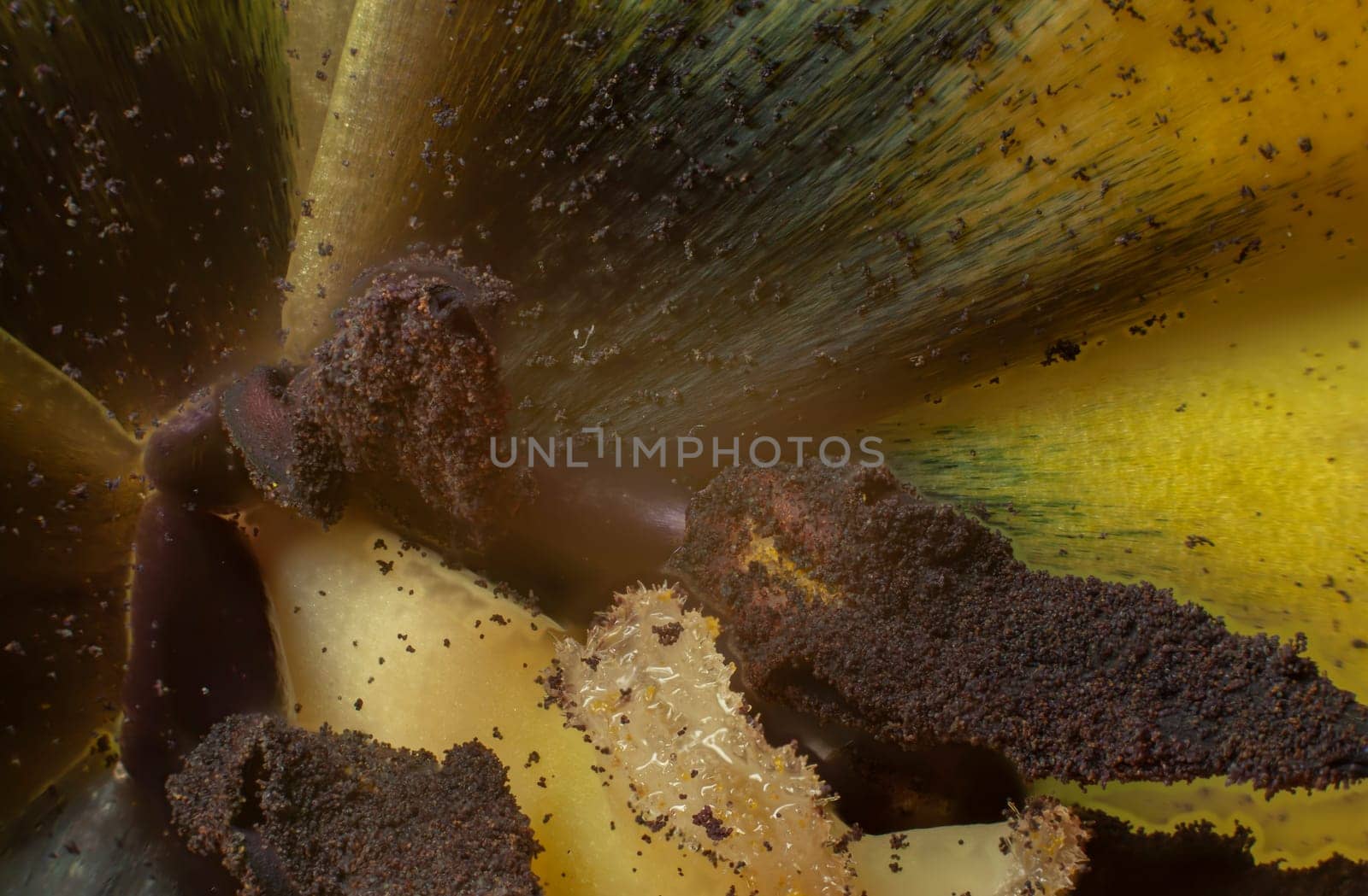 Splash inside flower macro background dark and sharpen view