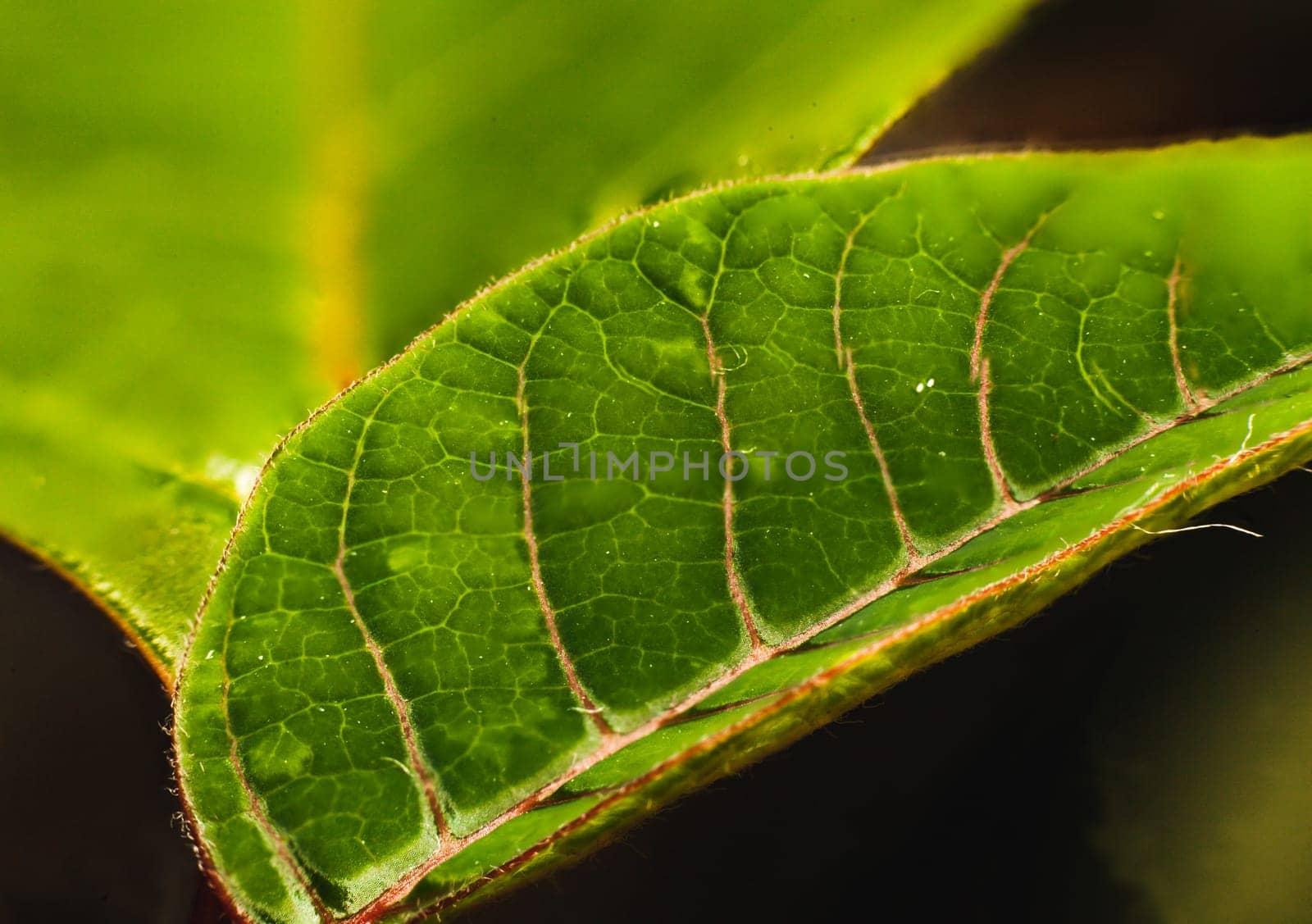 Green flower leaf macro photography in soft sharpen view