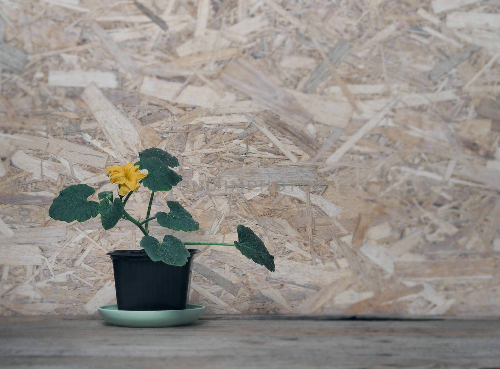 The concept of farming and vegetable growing.Growing seedlings of pumpkin, cucumber or zucchini in pots and boxes with organic soil.Green seedlings sprout in a flower pot on a wooden background. by TatianaPink