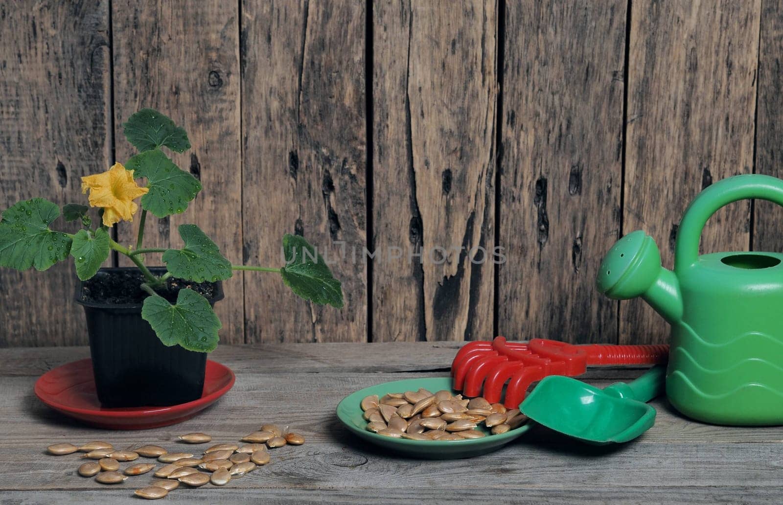 Green seedlings sprout in a flower pot on a wooden background with pumpkin seeds and imitation agricultural utensils. by TatianaPink