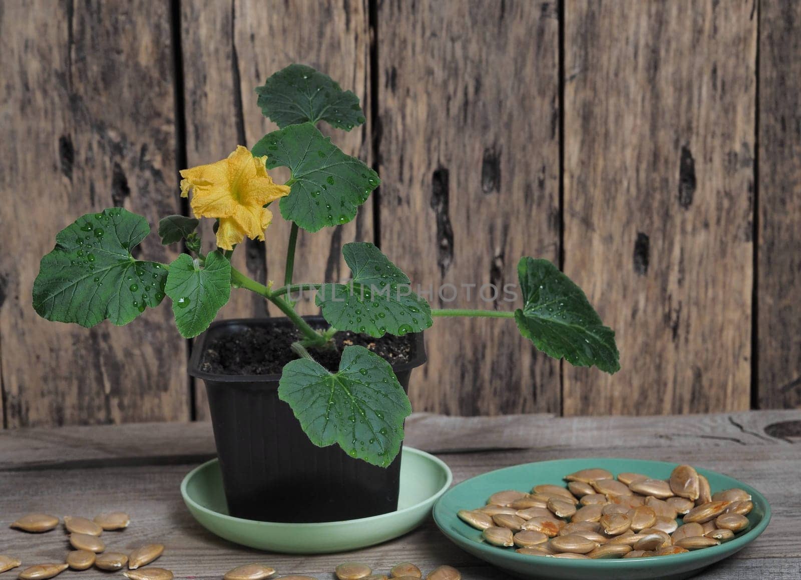 Green seedlings sprout in a flower pot on a wooden background.