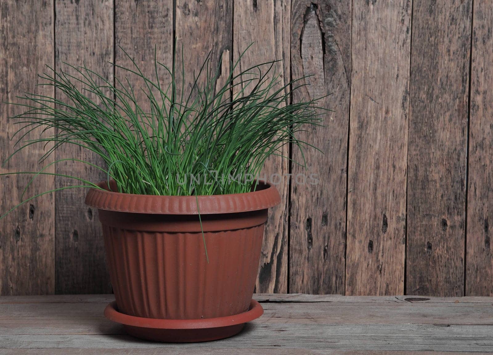 Onion green feathers grow in a flower pot.Food background with onion on a wooden background.Onion health benefits concept for people.