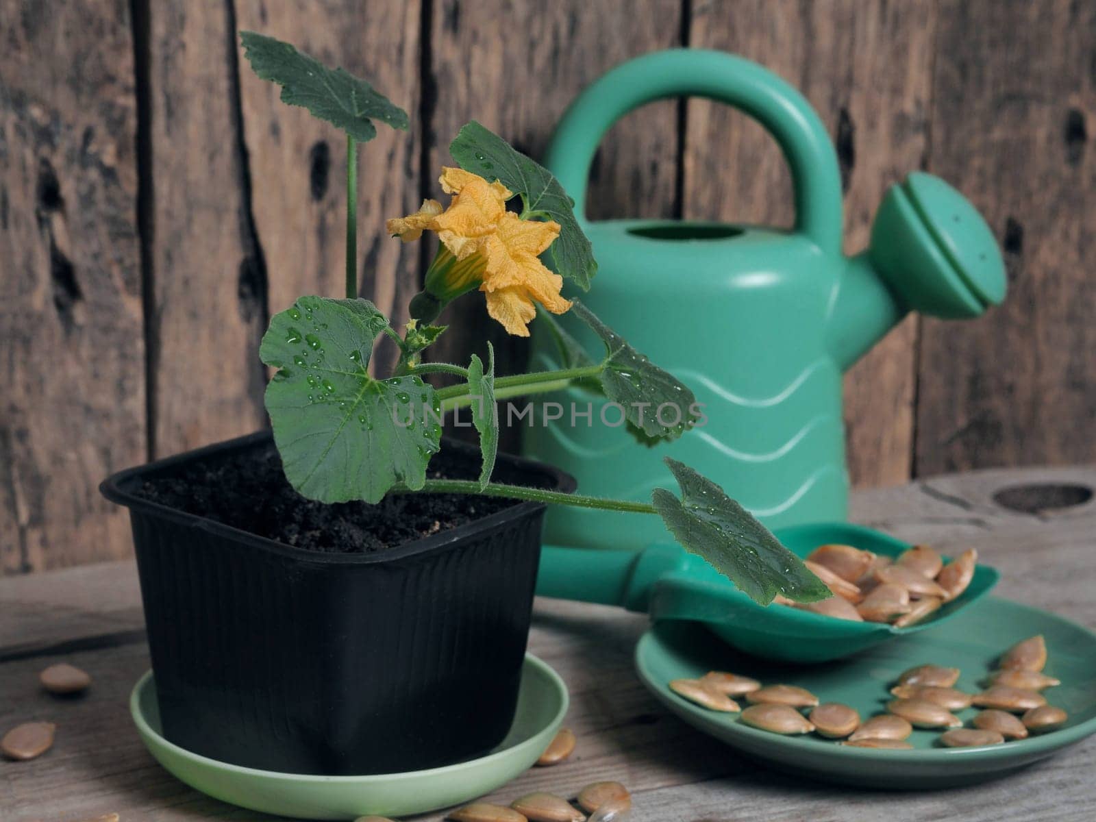 Green seedlings sprout in a flower pot on a wooden background with pumpkin seeds and imitation agricultural utensils. by TatianaPink