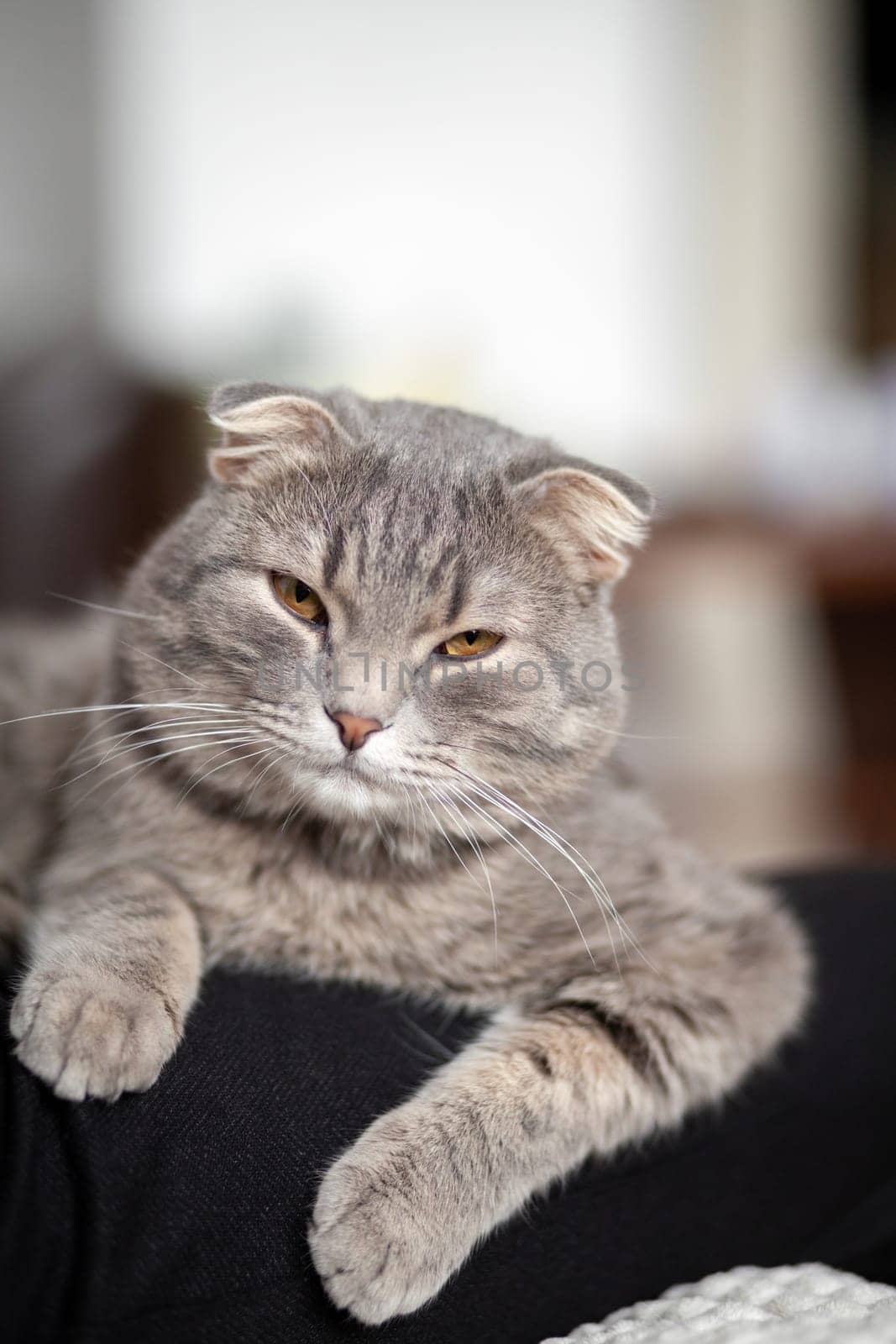 Beautiful striped gray cat. A domestic cat is lying on the sofa. A cat in a home interior. Image for veterinary clinics, websites about cats. selective focus