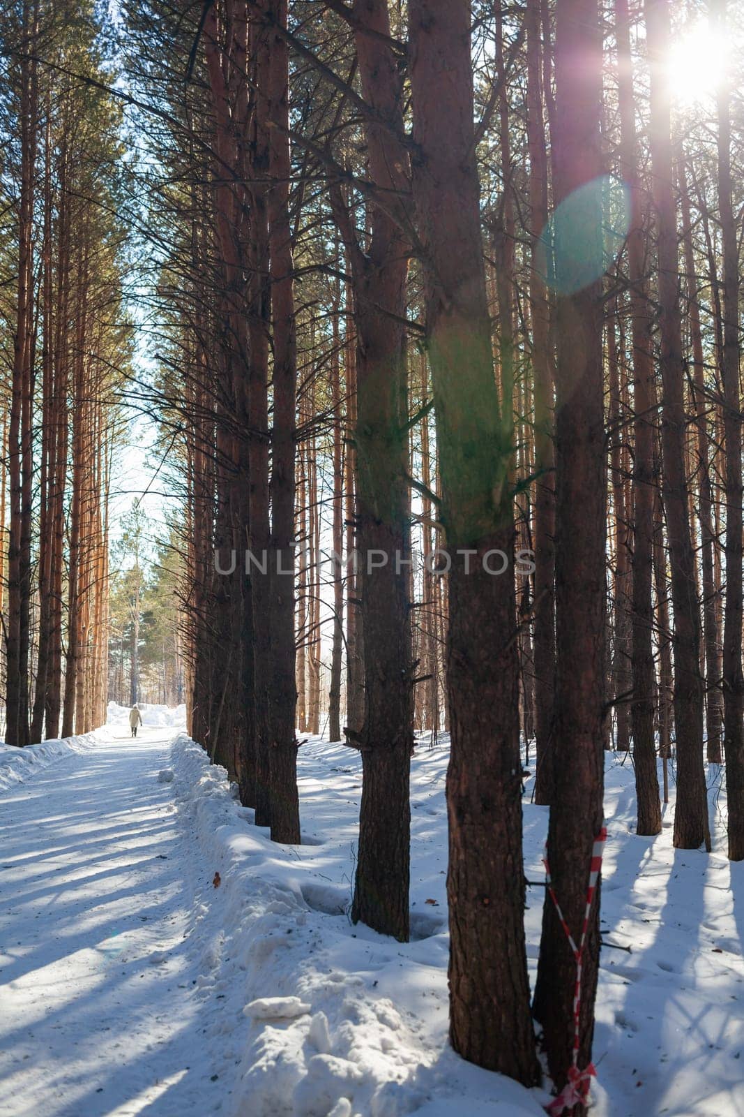 A walk through the winter forest. Beautiful winter landscape. by AnatoliiFoto