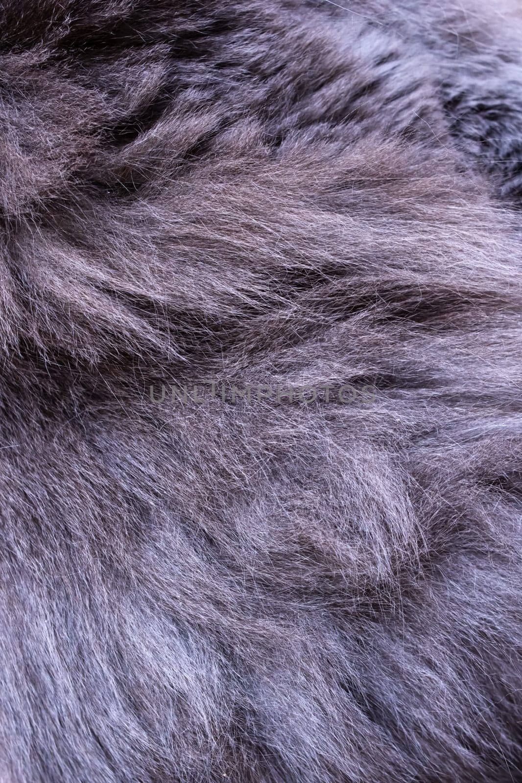 Gray animal hair close up background or texture