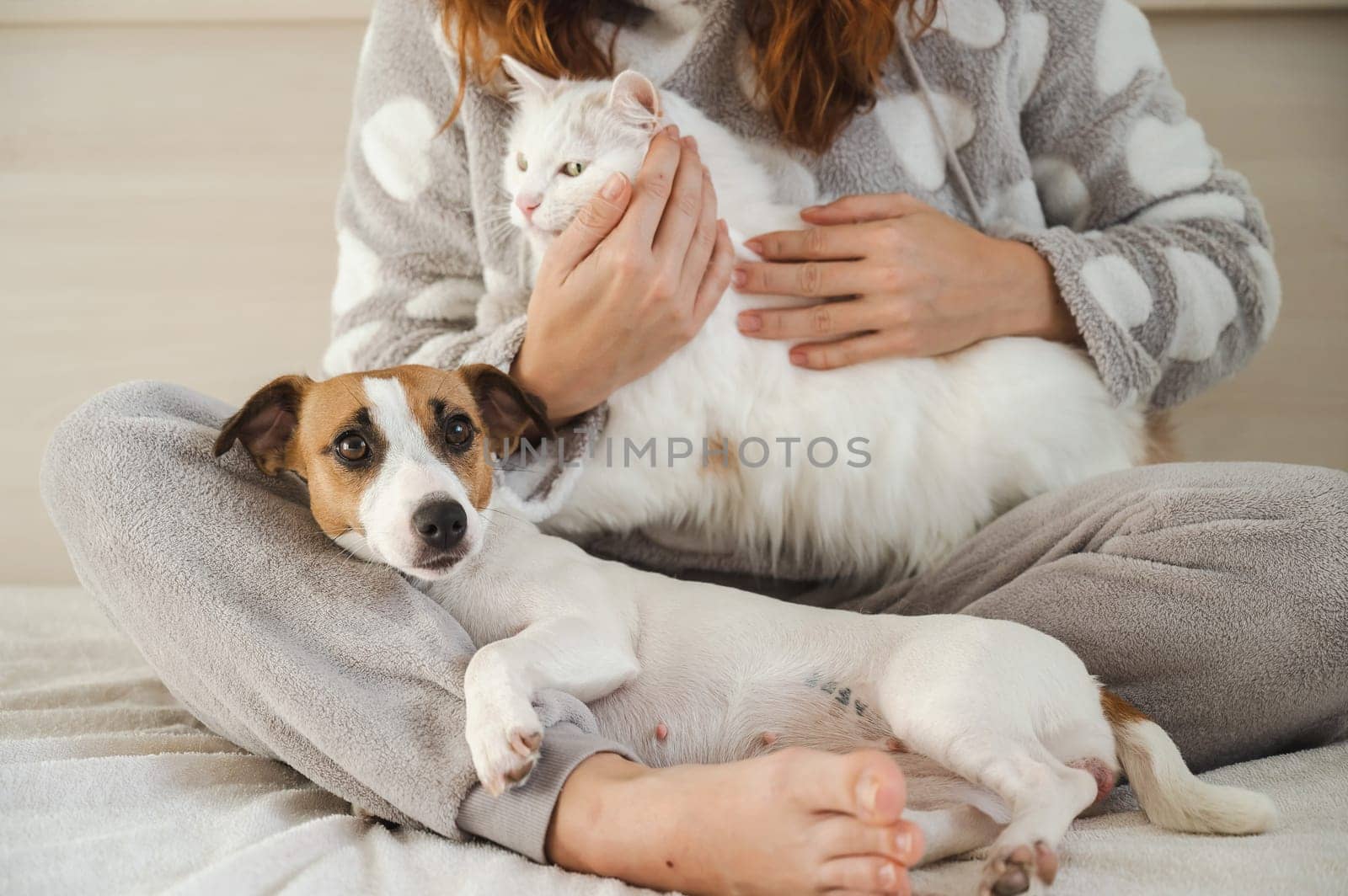Caucasian woman holding a white fluffy cat and Jack Russell Terrier dog while sitting on the bed. The red-haired girl hugs with pets. by mrwed54