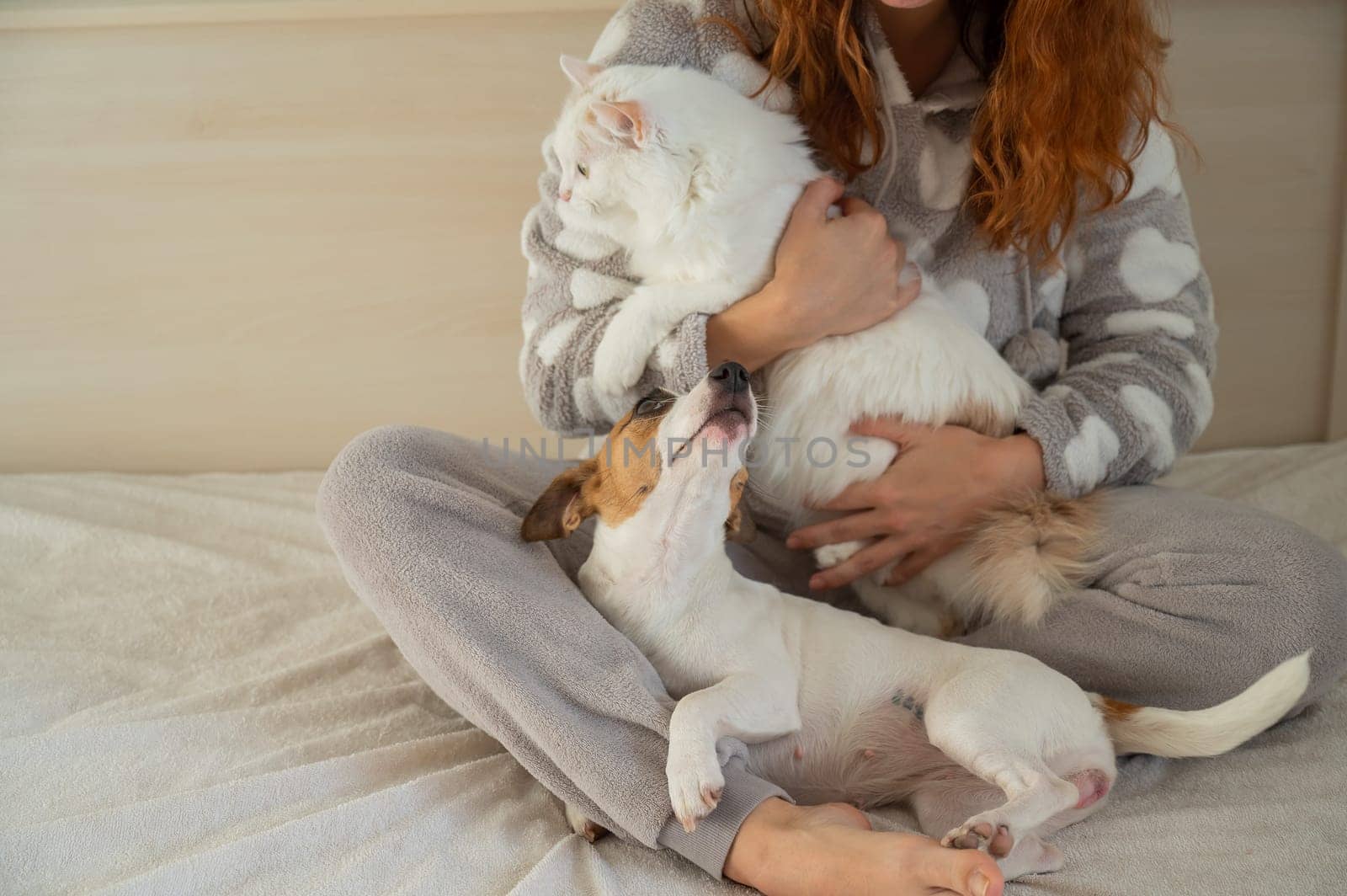 Caucasian woman holding a white fluffy cat and Jack Russell Terrier dog while sitting on the bed. The red-haired girl hugs with pets. by mrwed54