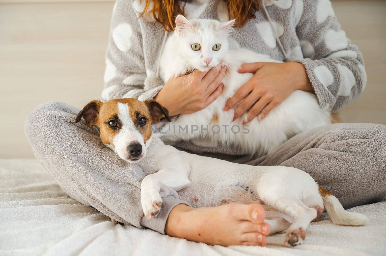 Caucasian woman holding a white fluffy cat and Jack Russell Terrier dog while sitting on the bed. The red-haired girl hugs with pets