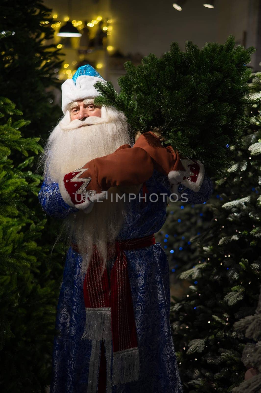 Russian santa claus buys a christmas tree in the store