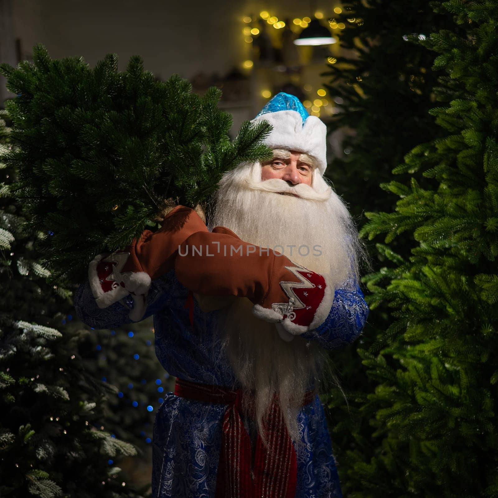 Russian santa claus buys a christmas tree in the store. by mrwed54