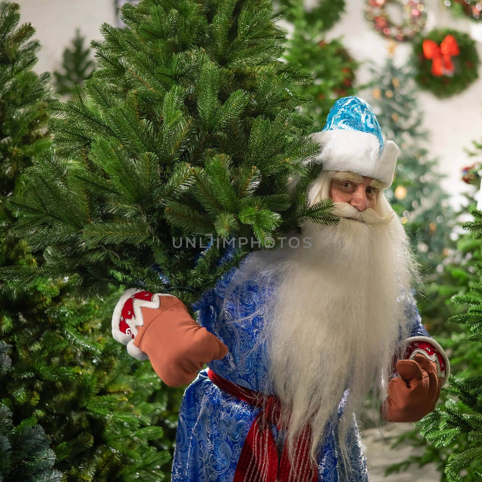 Russian santa claus buys a christmas tree in the store. by mrwed54