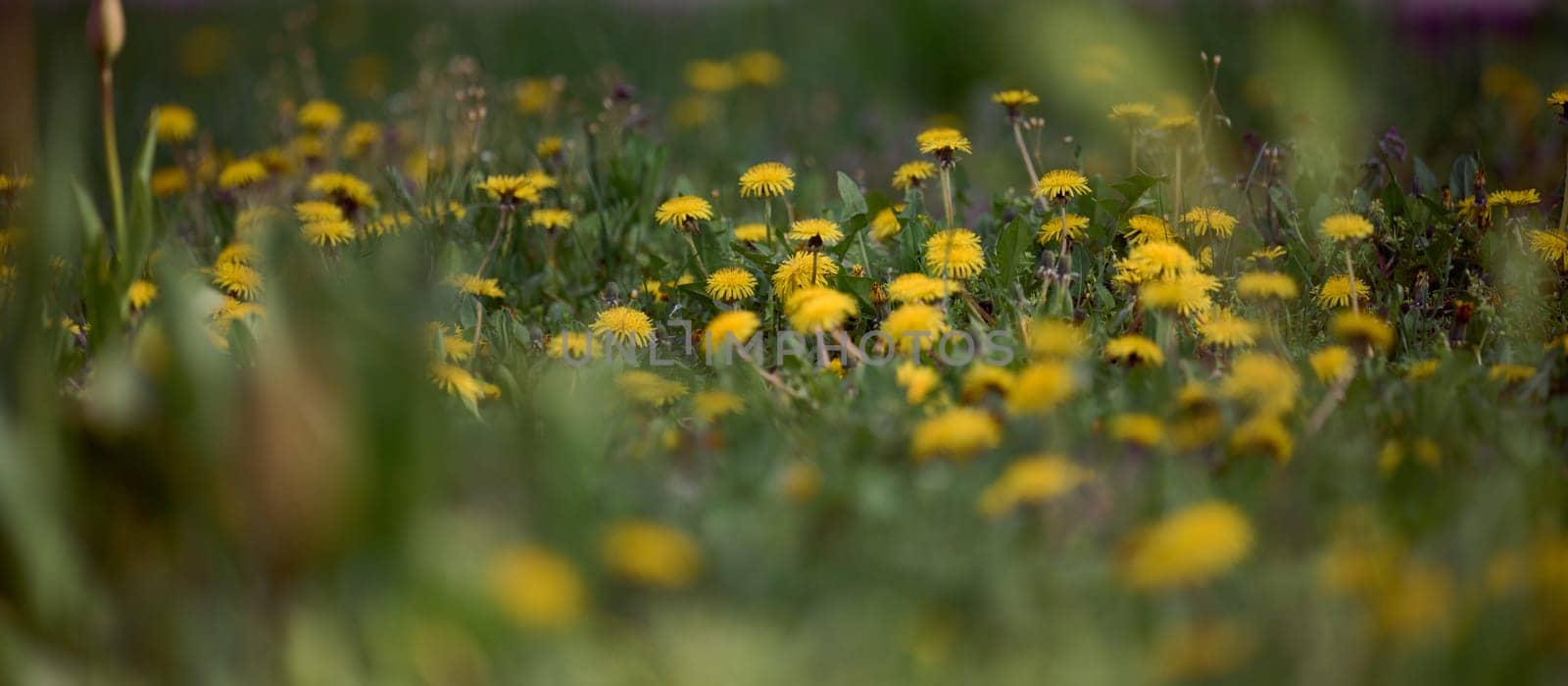 Green meadow with yellow blooming dandelions on a spring day by ndanko