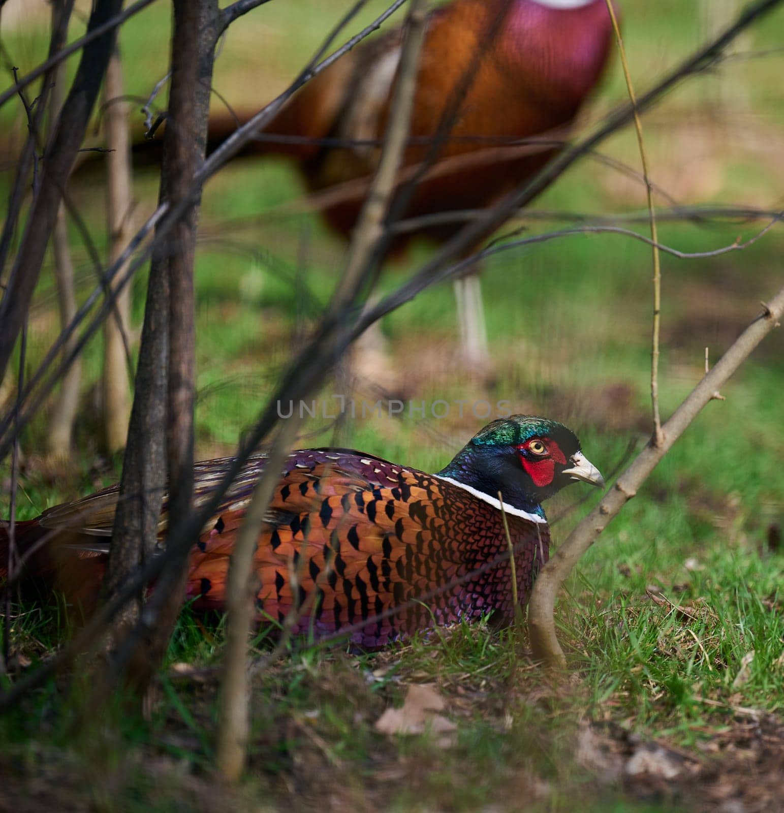 Adult male pheasant walking in the middle of a green lawn by ndanko