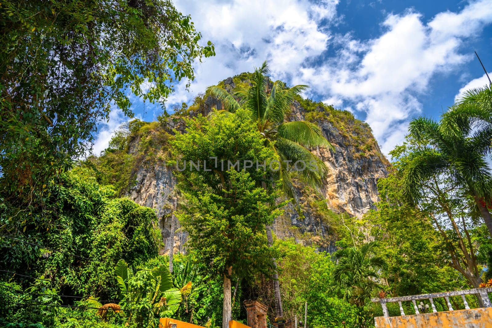 Palms near the cliffs on Ao Phra Nang Beach, Railay east Ao Nang, Krabi, Thailand by Eagle2308