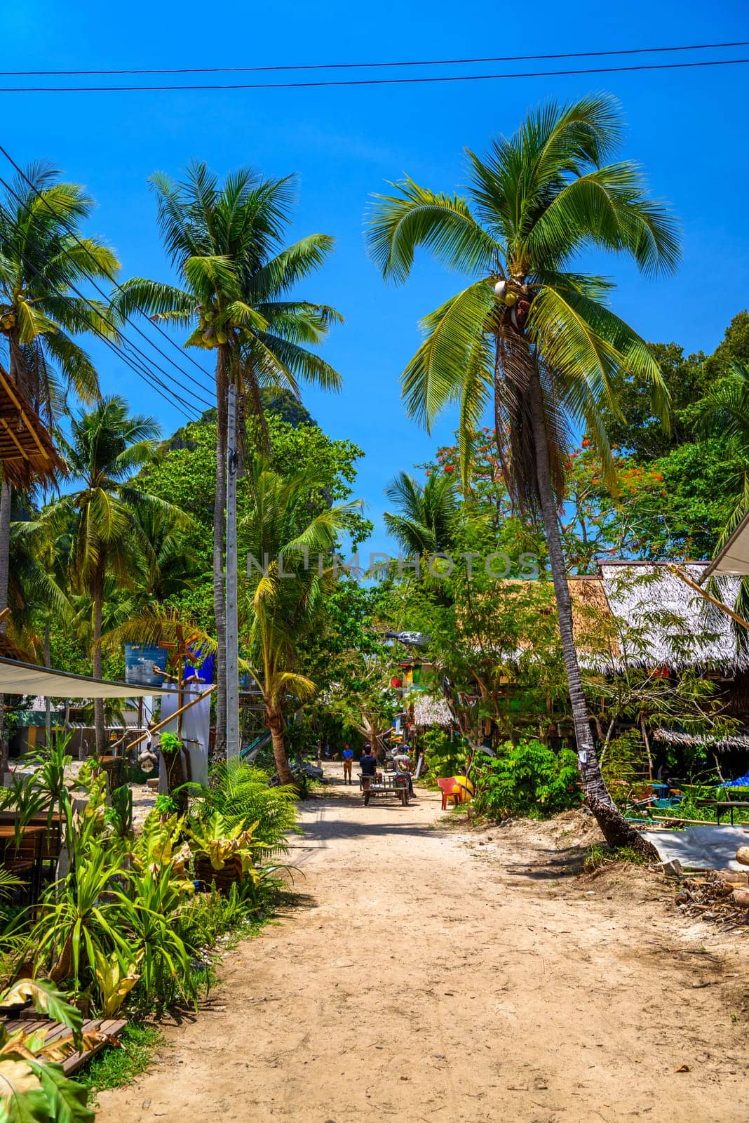 Houses and different palms in the village on Railay beach west, Ao Nang, Krabi, Thailand by Eagle2308