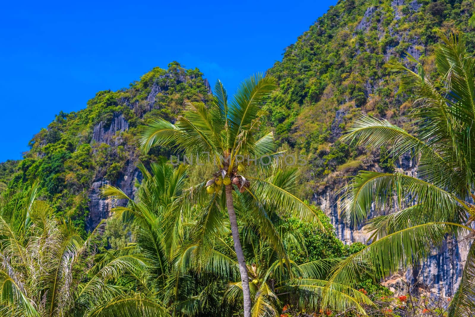 Coconut palm with cliffs rocks on Railay beach west, Ao Nang, Krabi, Thailand by Eagle2308