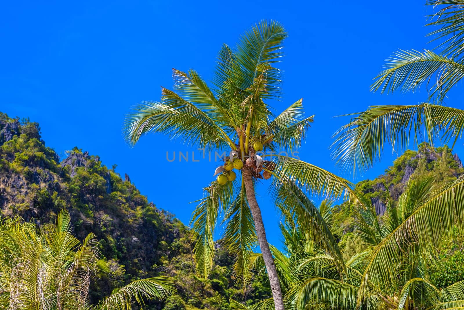 Coconut palm with cliffs rocks on Railay beach west, Ao Nang, Krabi, Thailand by Eagle2308