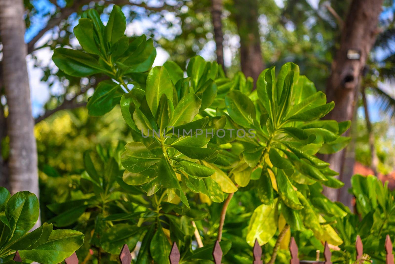 Fresh green leaves of Beach naupaka tree branches on Tonsai Bay, Railay Beach, Ao Nang, Krabi, Thailand by Eagle2308