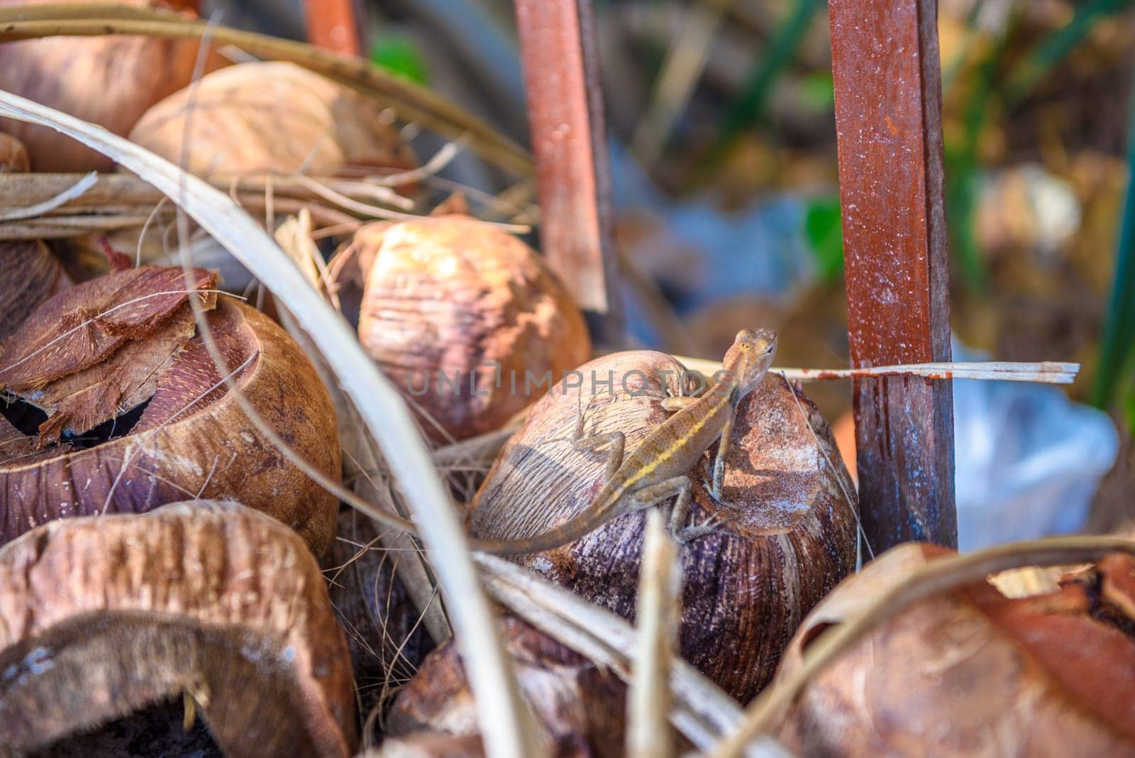 Anolis auratus lizard is sitting on coconuts on Tonsai Bay, Railay Beach, Ao Nang, Krabi, Thailand.