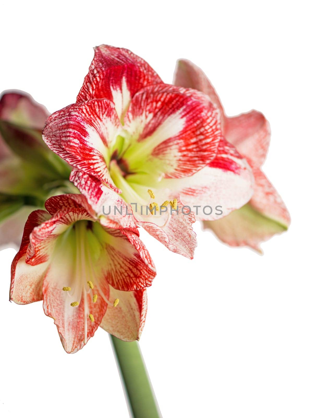 amaryllis flower blooming isolated with clipping path on white background, Amaryllis, Hippeastrums flowers