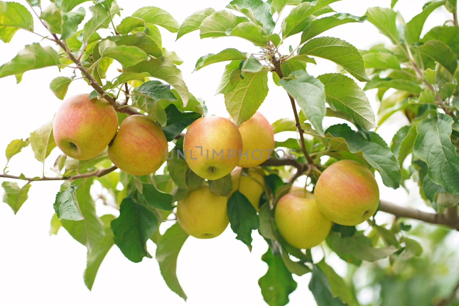 Apple tree in old orchard. grow with green leaves ripe yellow fruit apples by aprilphoto