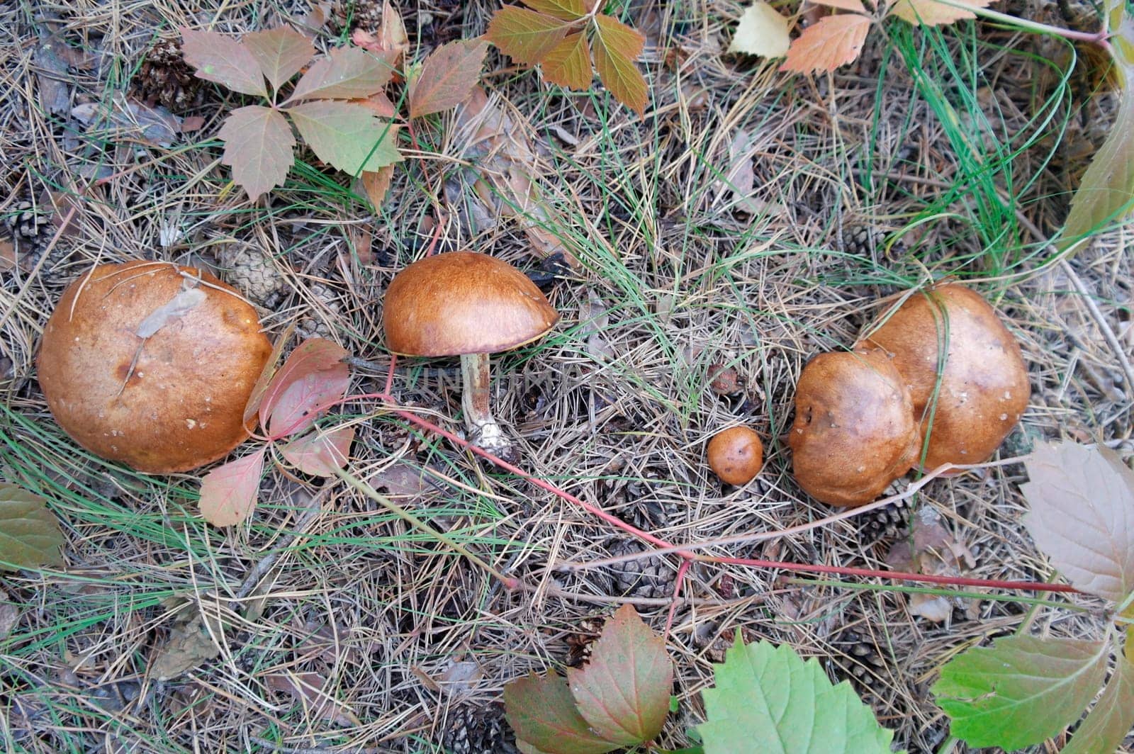 Mushrooms in the forest in the sunshine among the green grass