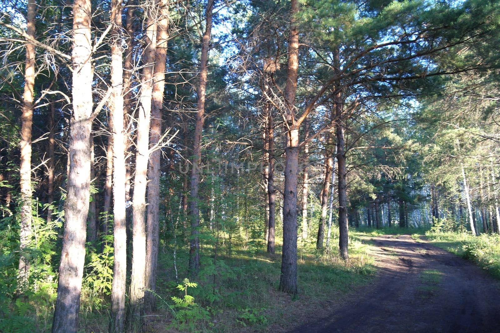 Beautiful summer view of a pine forest in sunshine