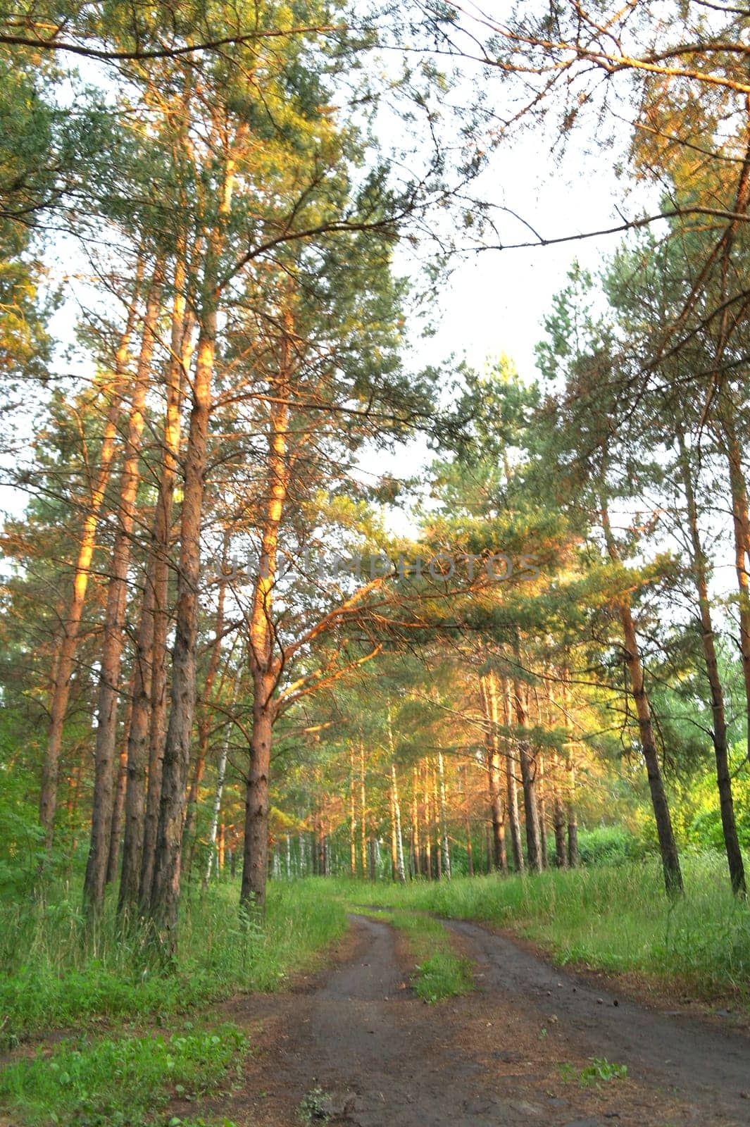 Beautiful summer view of a pine forest in sunshine