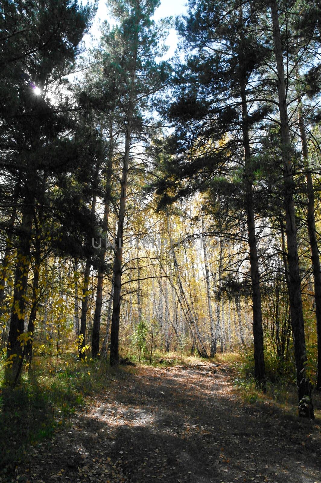 Beautiful summer view of a pine forest in sunshine