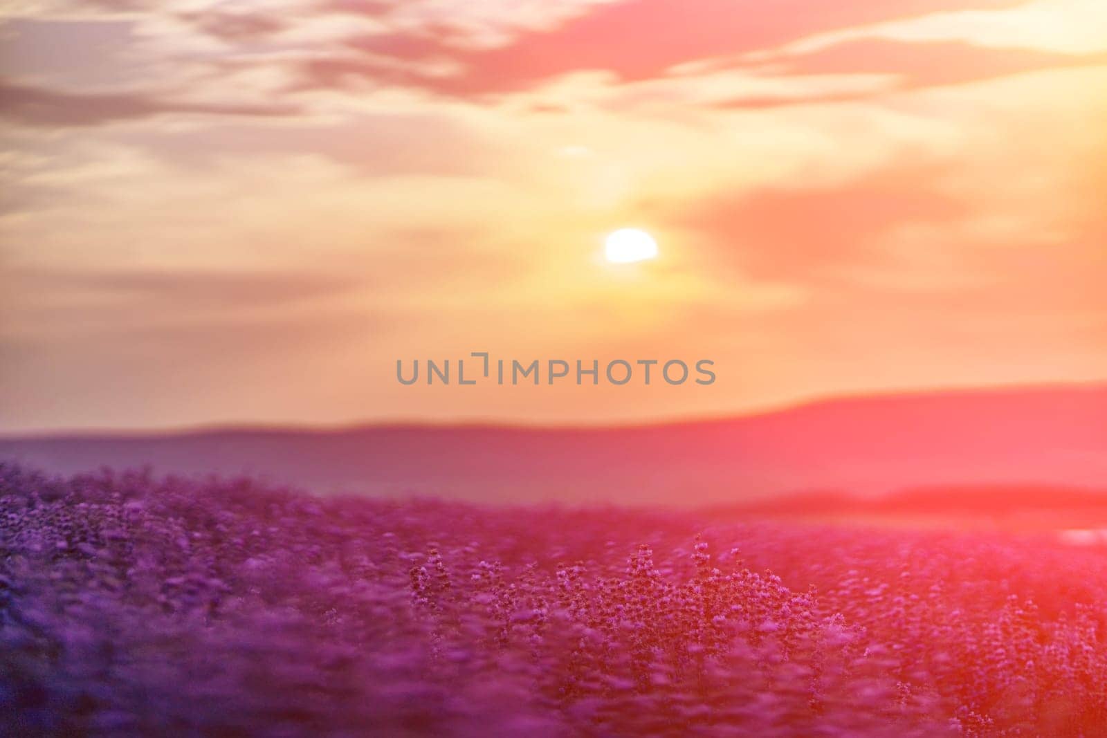 Blooming lavender in a field at sunset in Provence. Fantastic summer mood, floral sunset landscape of meadow lavender flowers. Peaceful bright and relaxing nature scenery