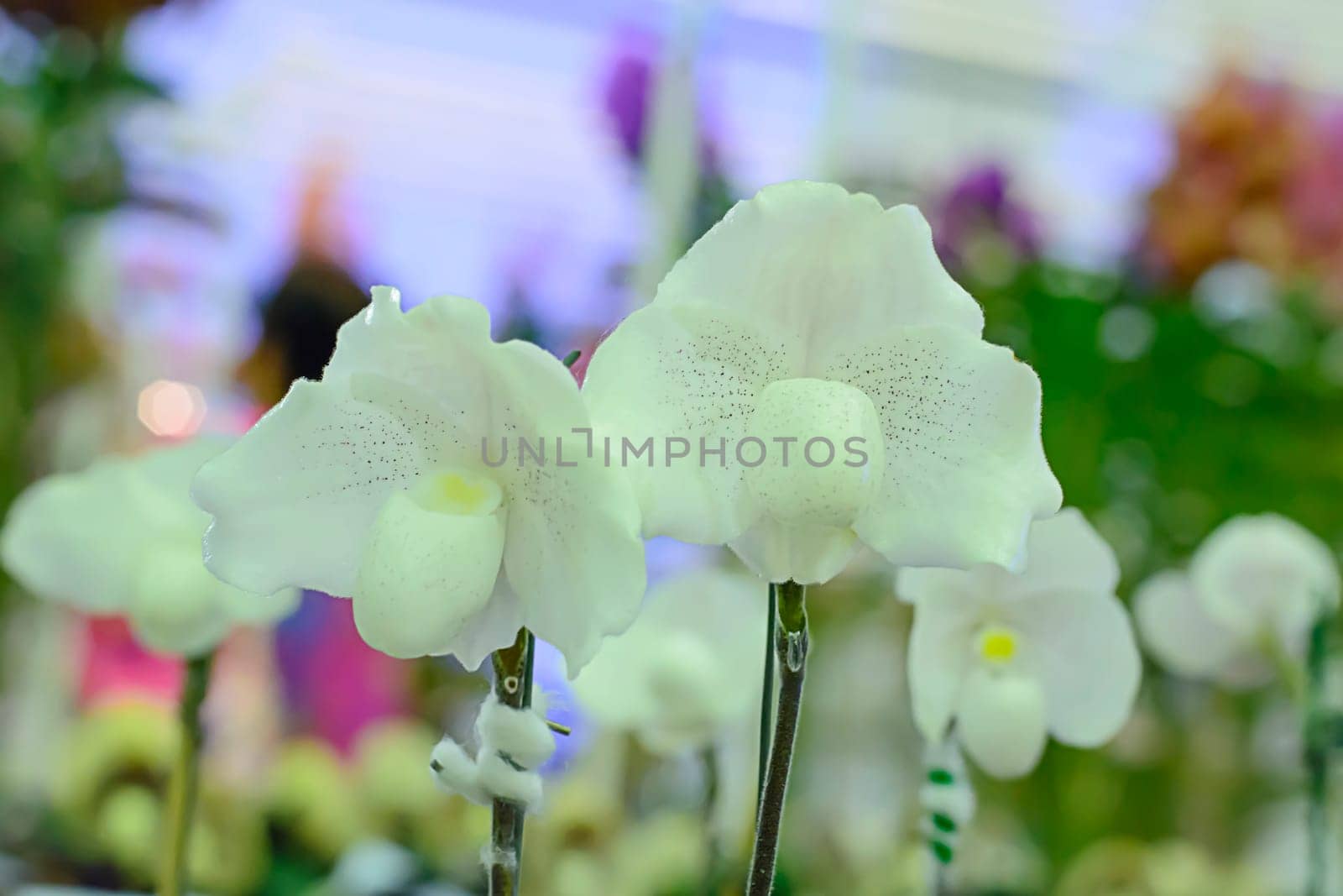 Paphiopedilum, often called the Venus slipper, is a genus of the Lady slipper orchid subfamily Cypripedioideae of the flowering plant family Orchidaceae.