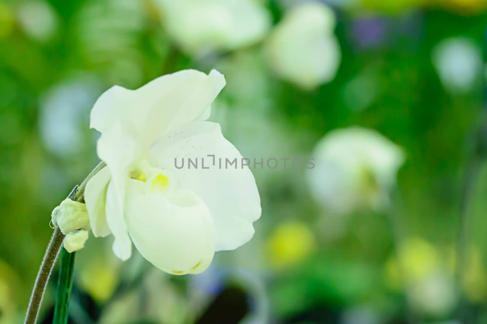 Paphiopedilum, often called the Venus slipper, is a genus of the Lady slipper orchid subfamily Cypripedioideae of the flowering plant family Orchidaceae.