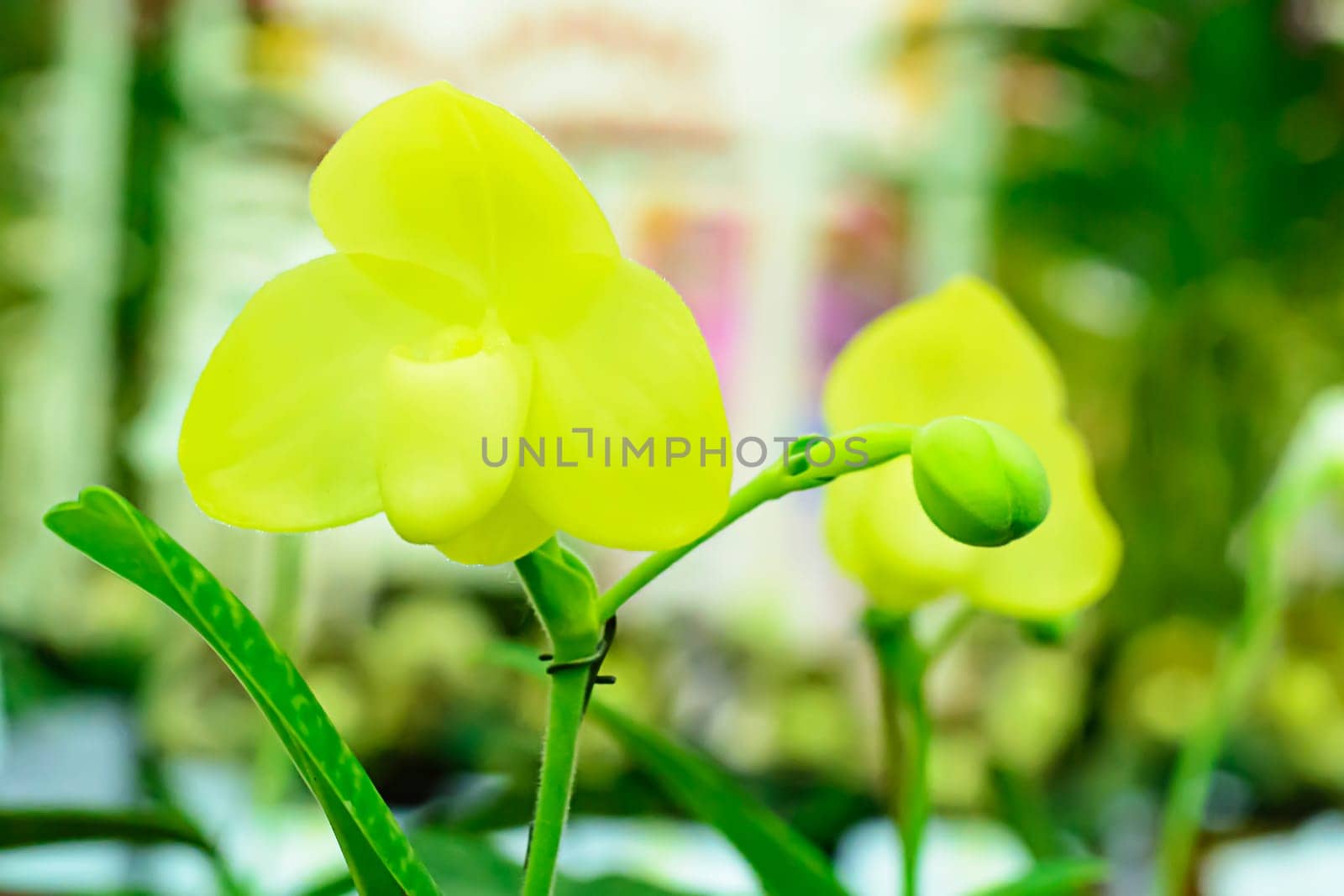 Paphiopedilum, often called the Venus slipper, is a genus of the Lady slipper orchid subfamily Cypripedioideae of the flowering plant family Orchidaceae.