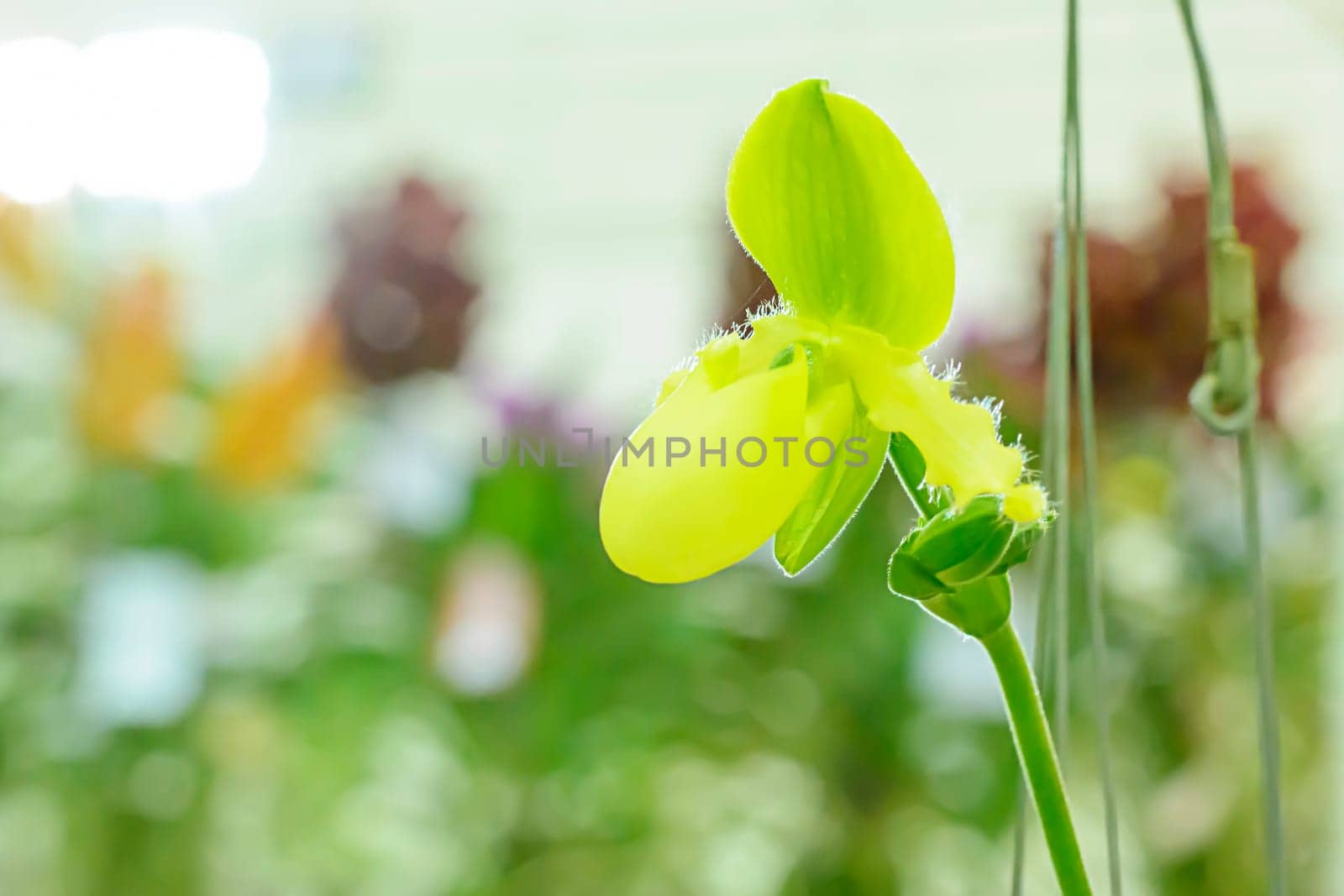 Paphiopedilum, often called the Venus slipper, is a genus of the Lady slipper orchid subfamily Cypripedioideae of the flowering plant family Orchidaceae.
