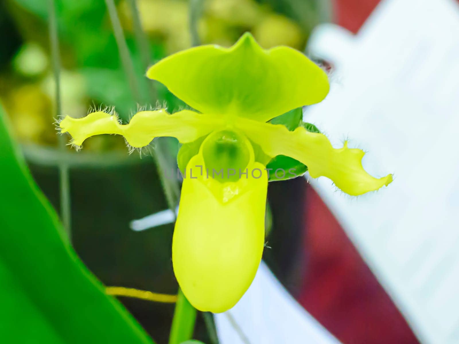 Paphiopedilum, often called the Venus slipper, is a genus of the Lady slipper orchid subfamily Cypripedioideae of the flowering plant family Orchidaceae.