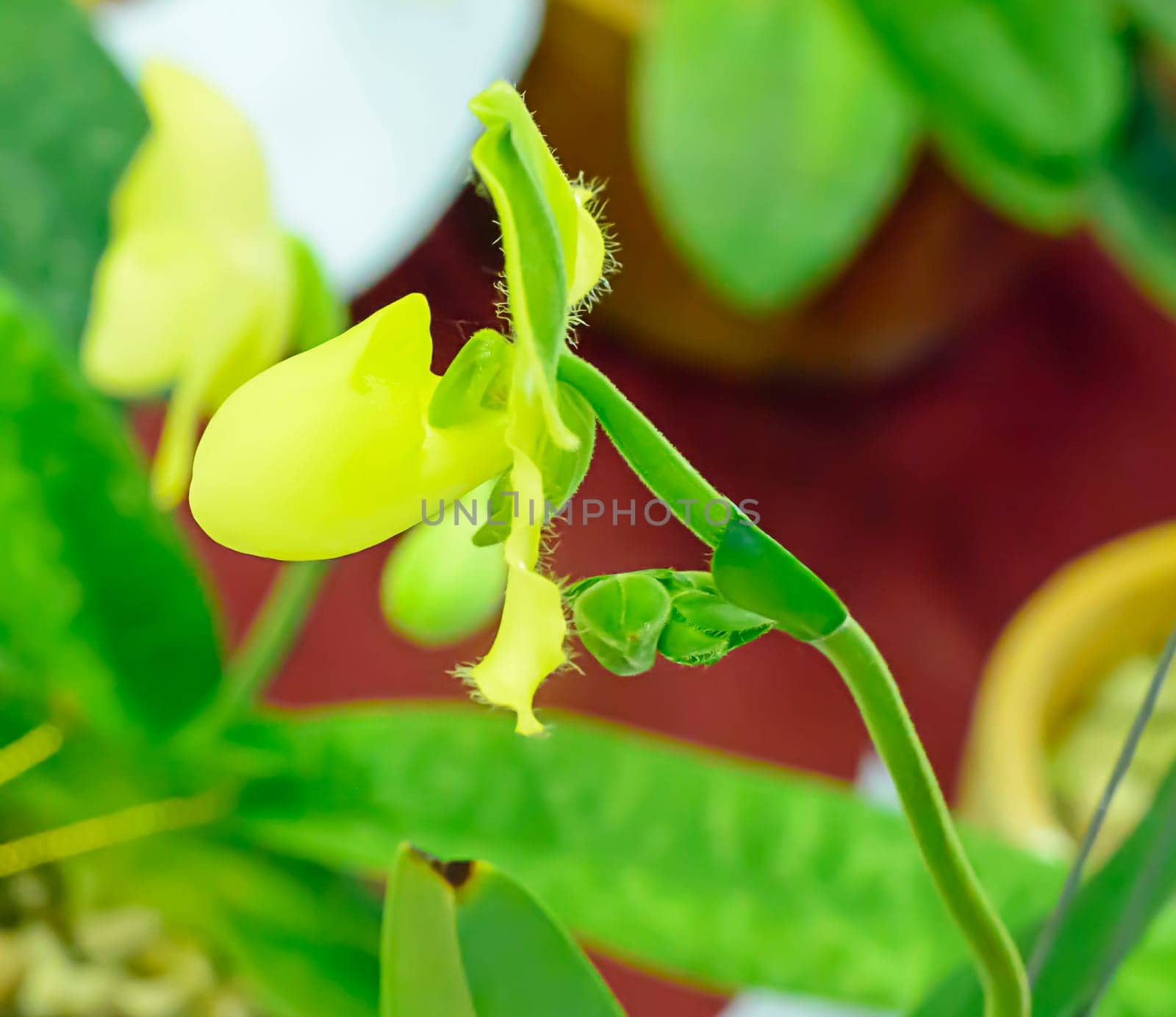 Paphiopedilum, often called the Venus slipper, is a genus of the Lady slipper orchid subfamily Cypripedioideae of the flowering plant family Orchidaceae.